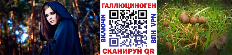 где купить   мега tor  Галлюциногенные грибы Psilocybe  Западная Двина 